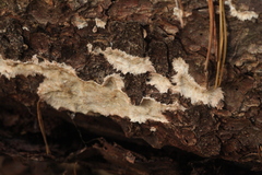 Phlebia centrifuga