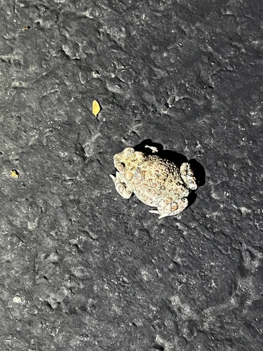 iNaturalist observation photo of Red-spotted Toad