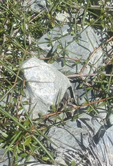 Oligosoma polychroma