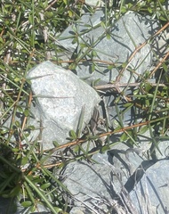 Oligosoma polychroma