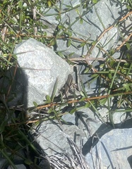 Oligosoma polychroma