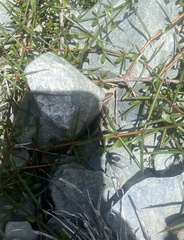 Oligosoma polychroma