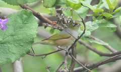 Zosterops lateralis lateralis