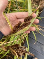 Cyperus ustulatus