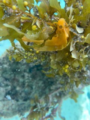 Cristiceps aurantiacus