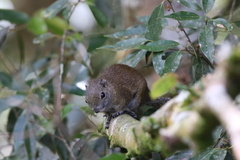 Callosciurus orestes