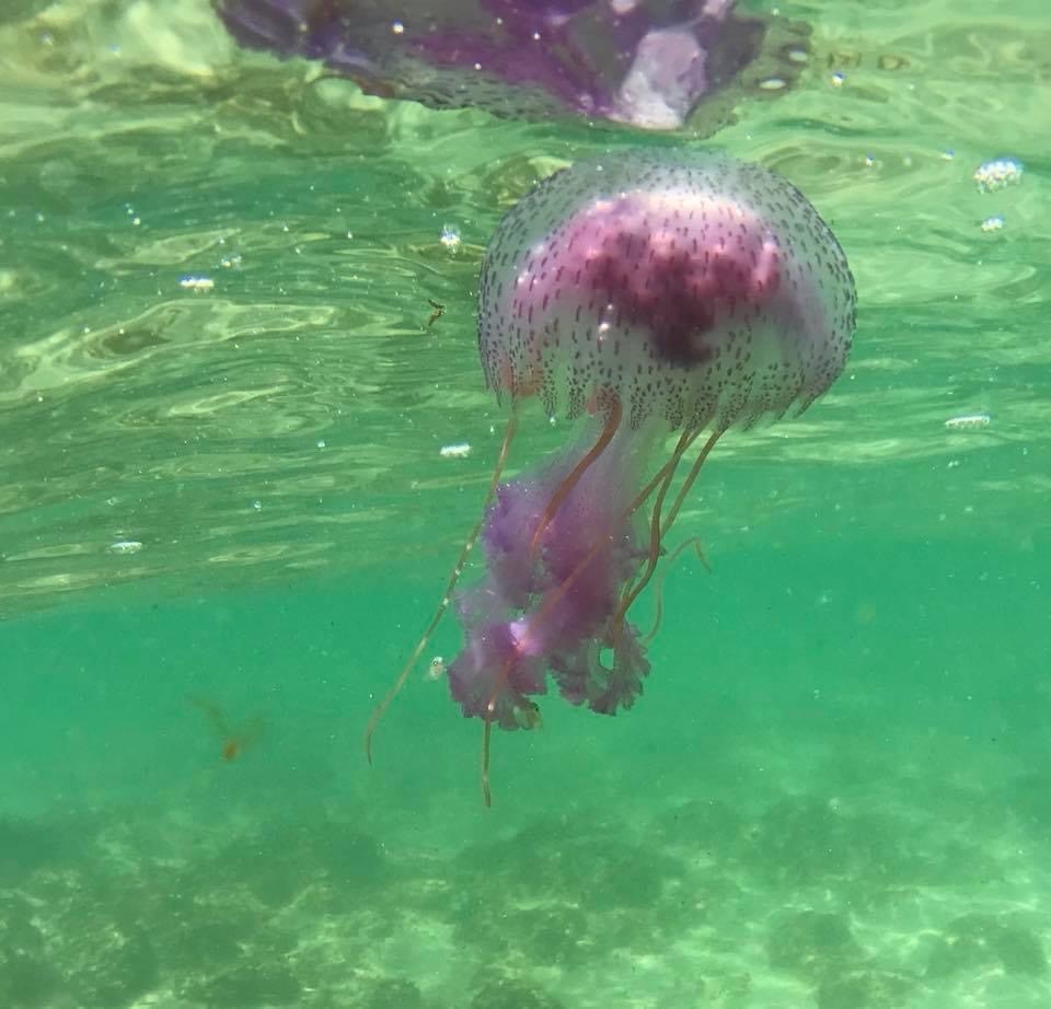 South Pacific Mauve Stinger