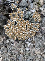 Leucogenes grandiceps