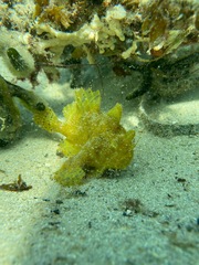 Antennarius striatus