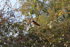 Laniarius erythrogaster