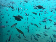 Trachurus novaezelandiae