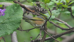 Zosterops lateralis lateralis