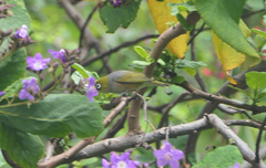 Zosterops lateralis lateralis