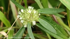 Spermacoce verticillata