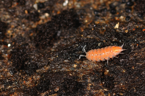 Phymatoniscus tuberculatus