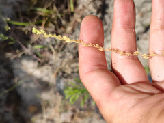 Veronica verna
