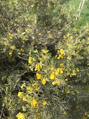 Senna artemisioides