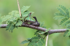 Umbonia crassicornis