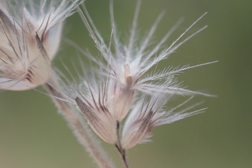 Enneapogon cenchroides observed 2023-01-16