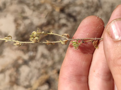 Veronica verna