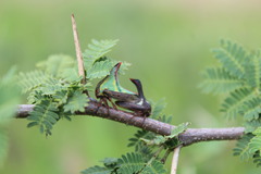 Umbonia crassicornis