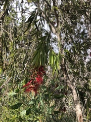 Melaleuca citrina