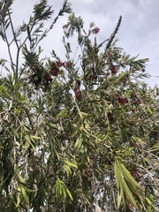 Melaleuca citrina
