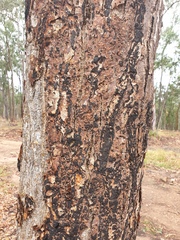 Erythrina vespertilio