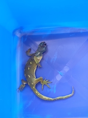 Naultinus punctatus