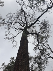 Erythrina vespertilio