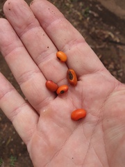 Erythrina vespertilio