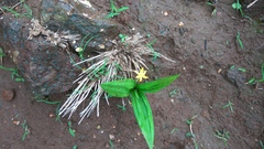 Curculigo orchioides