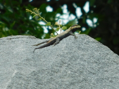 Psammophilus dorsalis