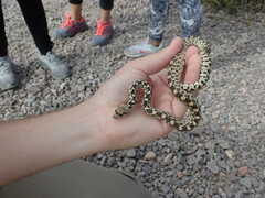 Pituophis catenifer affinis