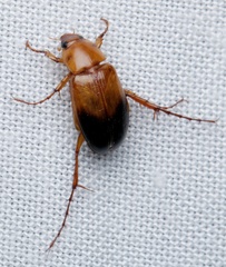 Phyllotocus macleayi