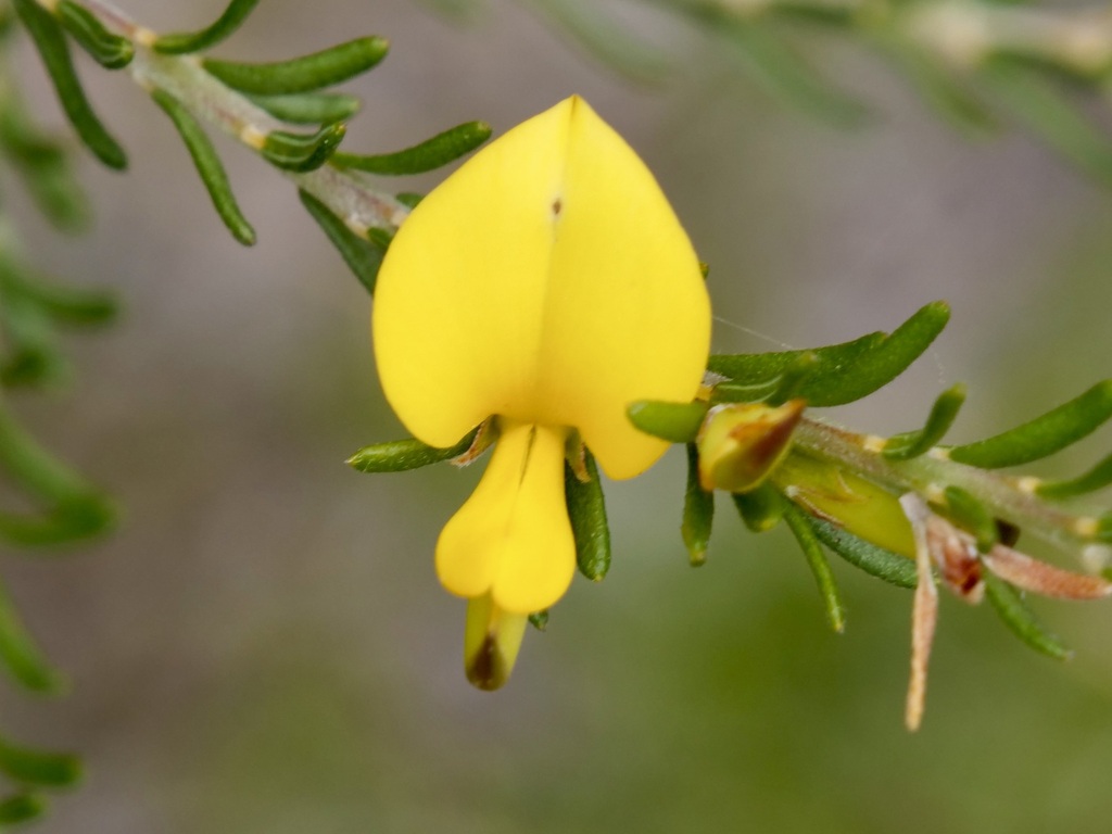 Phyllota barbata