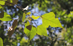 Commersonia bartramia