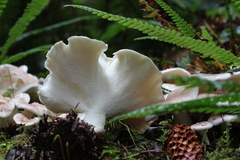 Albatrellus avellaneus