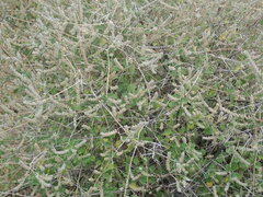 Aloysia