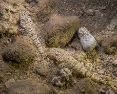 Cymbacephalus bosschei