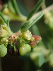 Euphorbia parryi