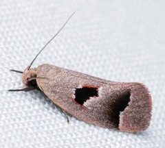 Acanthodela erythrosema