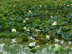 Nelumbo