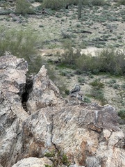 Ammospermophilus harrisii