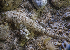 Cymbacephalus bosschei