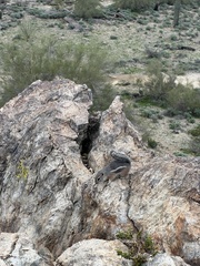 Ammospermophilus harrisii