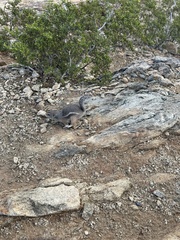 Ammospermophilus harrisii