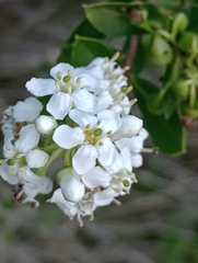 Escallonia megapotamica