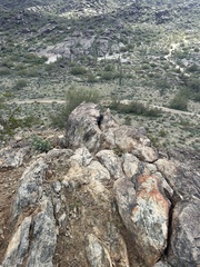 Ammospermophilus harrisii