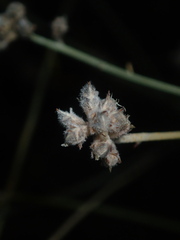 Psorothamnus scoparius